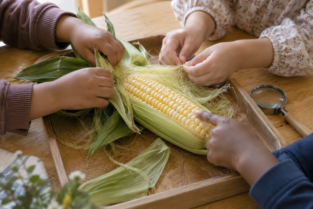 Preschool children using their hands to pull back corn husks and investigate the silk and kernels.