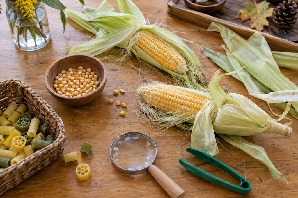Corn Activities for Preschool: Husk, Observe, Sort &&nbsp;Build